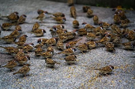 看到麻雀死掉 牆 裝飾